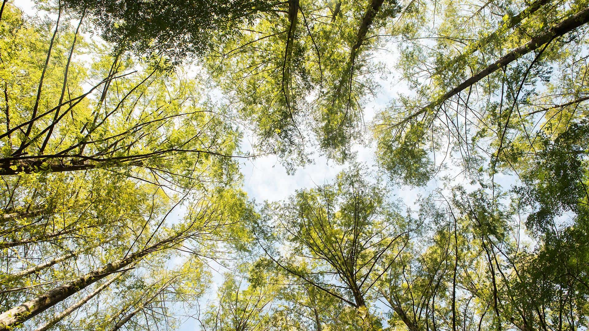 Trees in a forest up against the blue sky.
