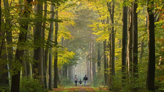 A family walking down a lush forest path at dusk.