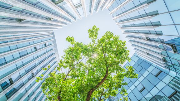 Green tree growing between modern glass office buildings viewed from below.