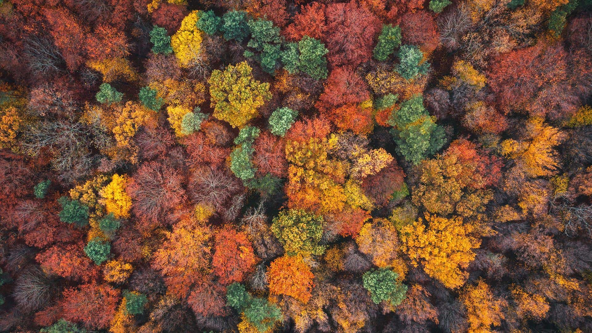 A colorful forest during the fall season.
