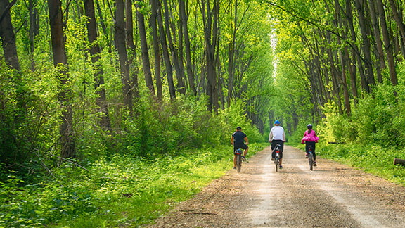 A family riding bikes through a forest.
