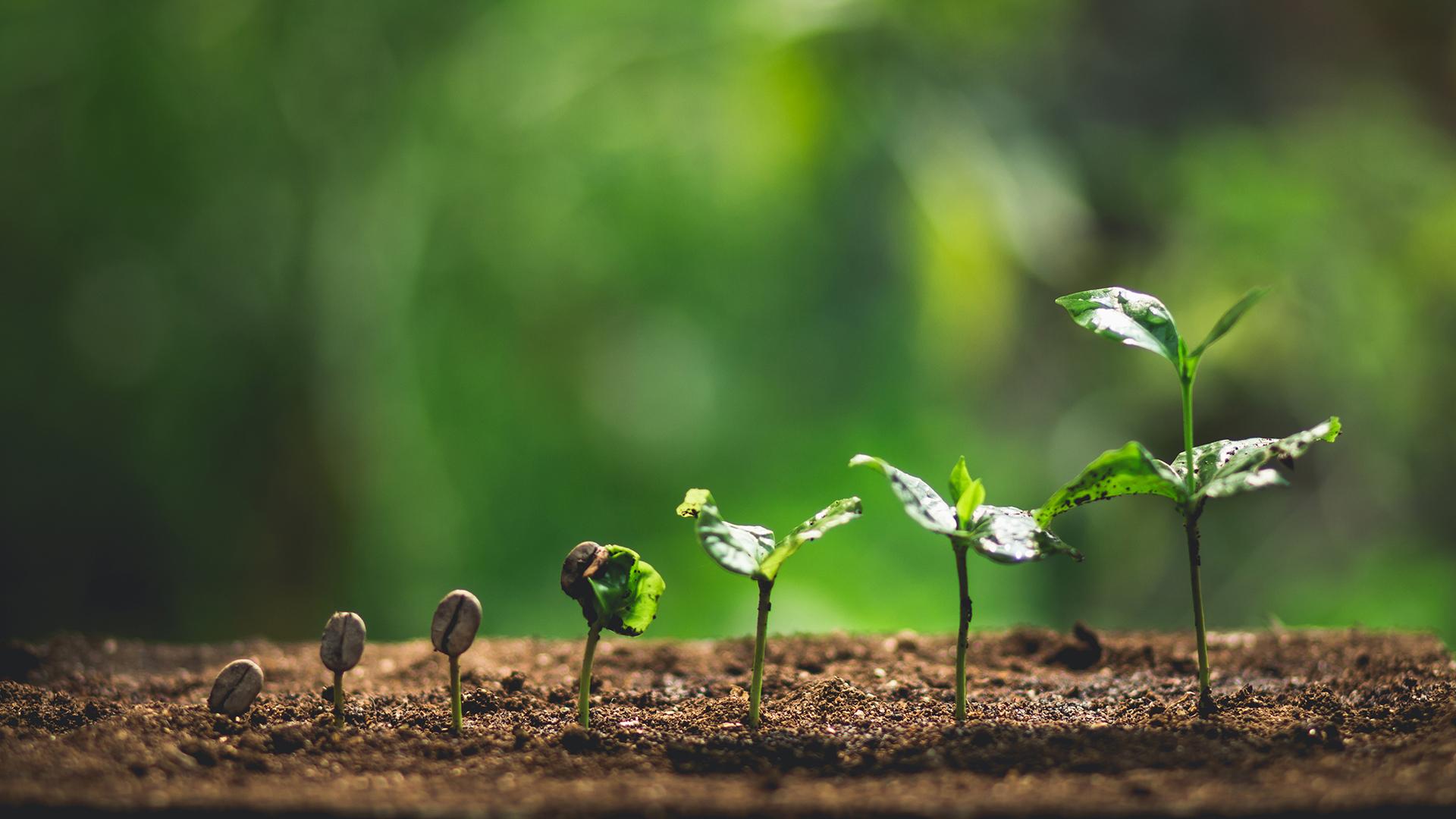 Young seedlings growing in soil, representing community growth and volunteer impact.