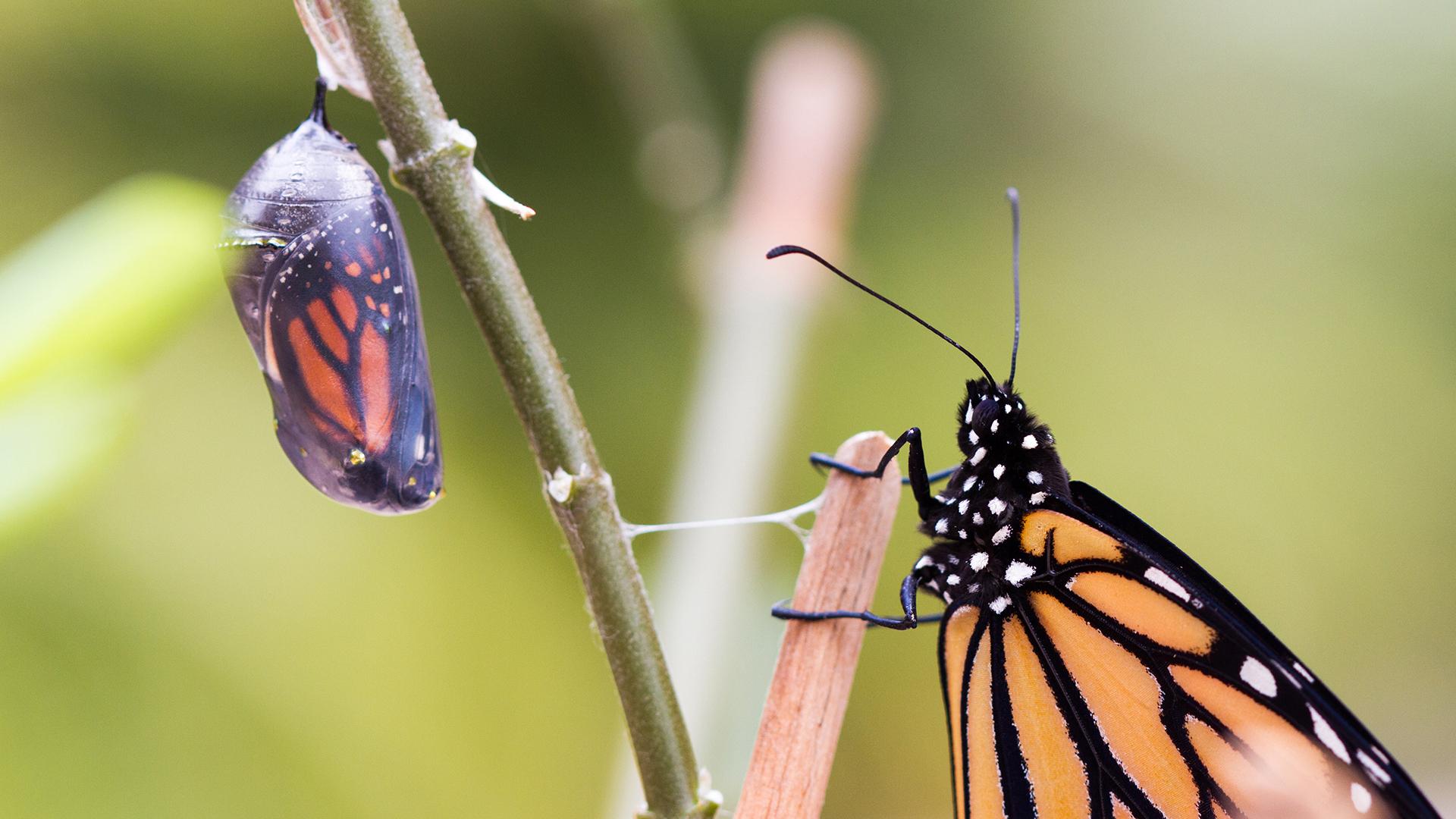 Butterfly and larvae on a branch on a tree.