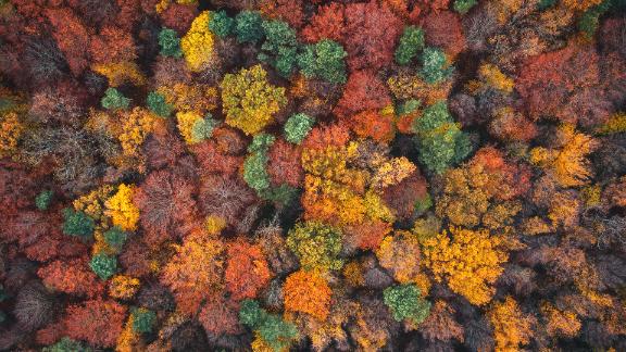 A colorful forest during the fall season.