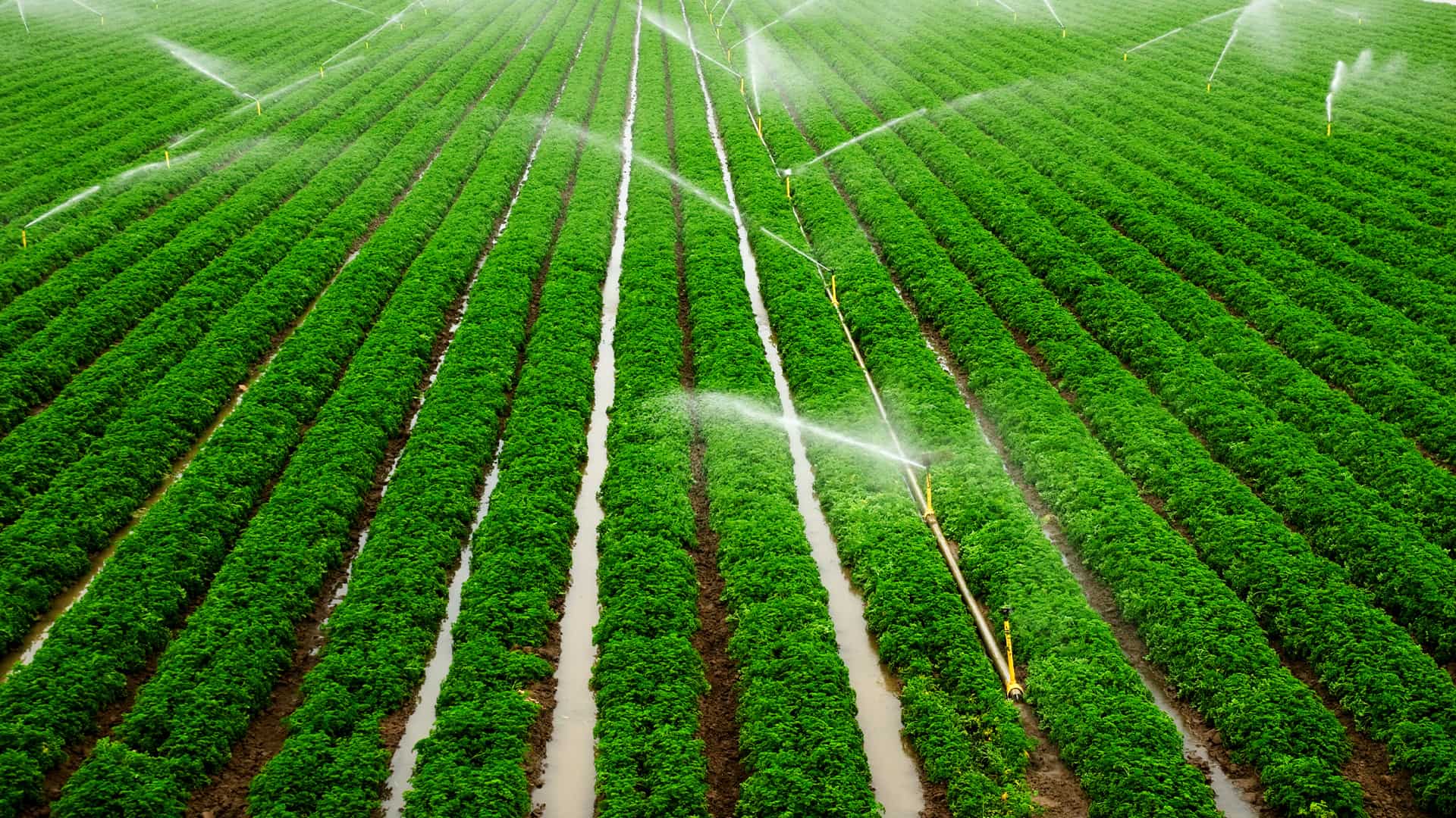 Rows of soybeans in a large field being watered by sprinklers.